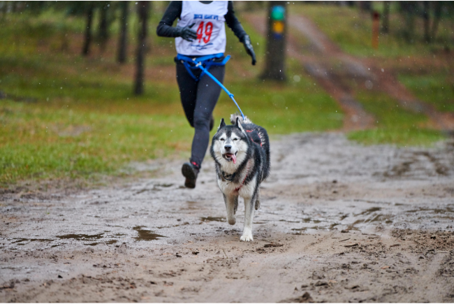 arnes de perro para correr