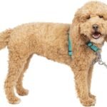 3 en 1 azul turquesa