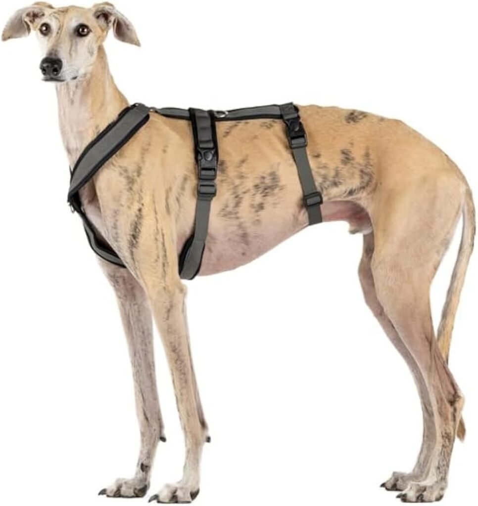 Arnés 3 puntos antiescape para lebreles — galgo